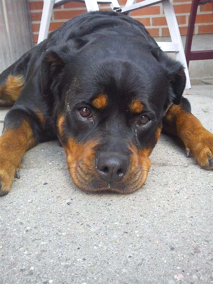 Rottweiler Amanda billede 2