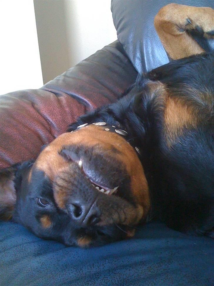 Rottweiler Amanda billede 3