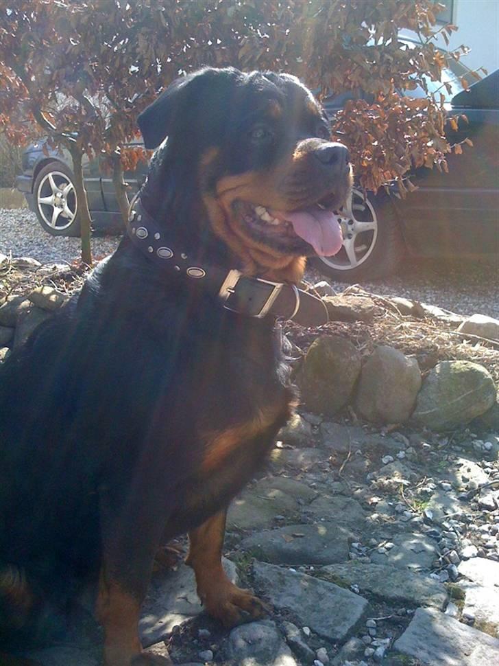 Rottweiler Amanda billede 4