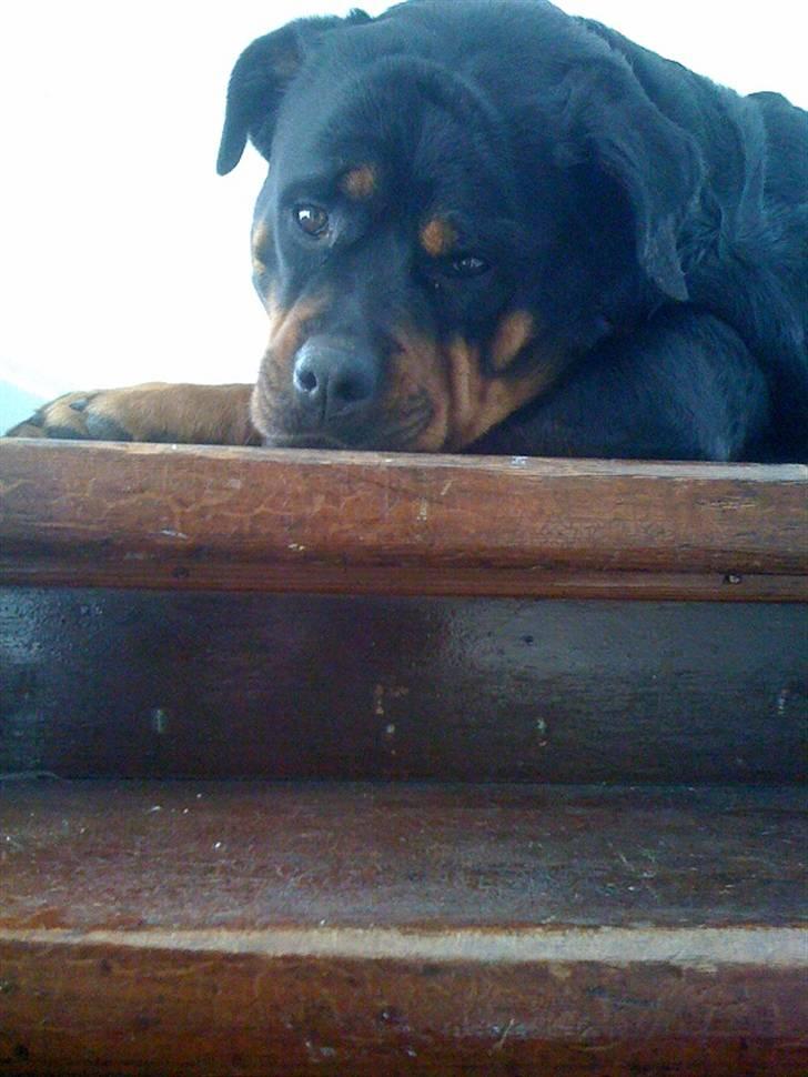 Rottweiler Amanda billede 5