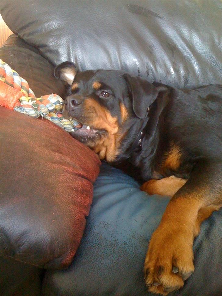 Rottweiler Amanda billede 6