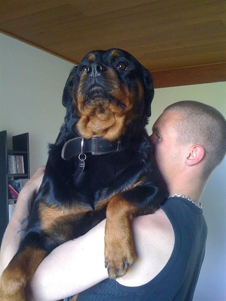 Rottweiler Amanda billede 7