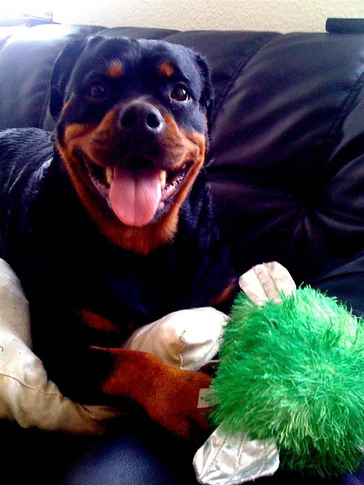 Rottweiler Amanda billede 8