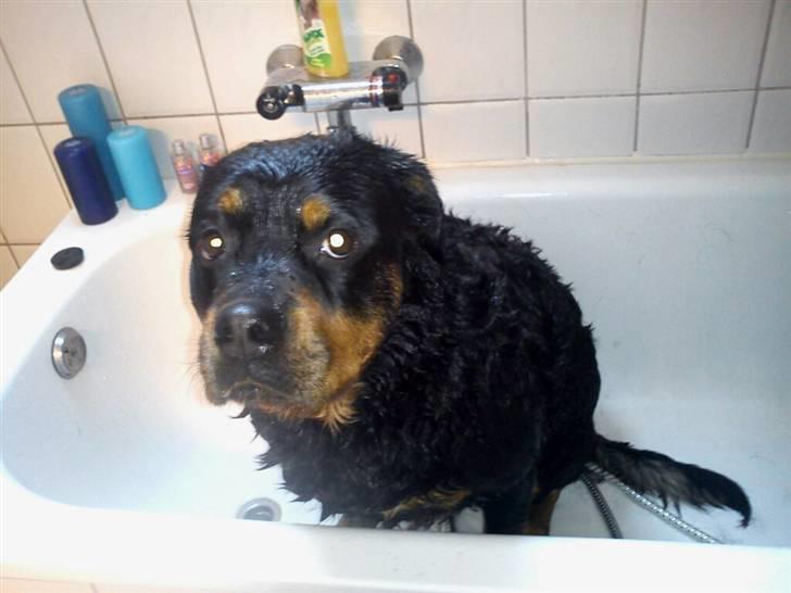 Rottweiler Amanda billede 9