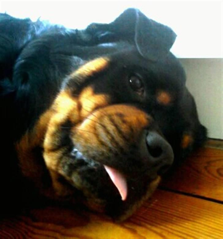 Rottweiler Amanda billede 10