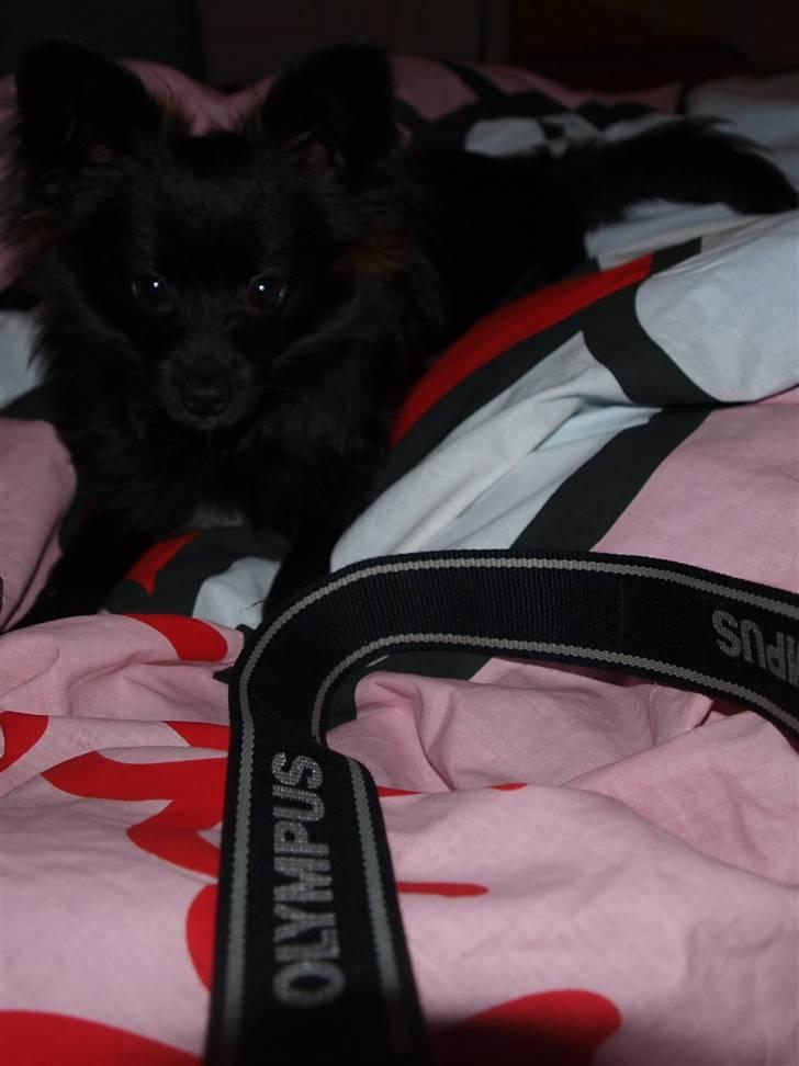 Papillon /Pomeranian -Tino <3 - Tino 7 måneder gammel (: billede 14