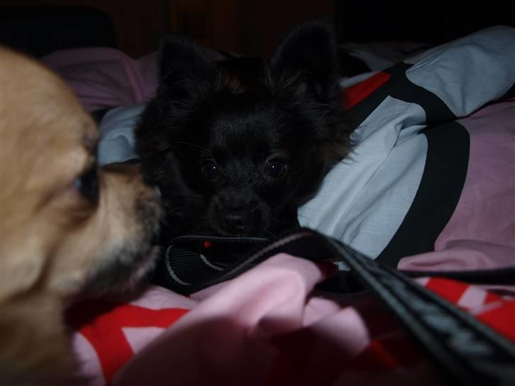 Papillon /Pomeranian -Tino <3 - Tinusen og Chico  billede 15