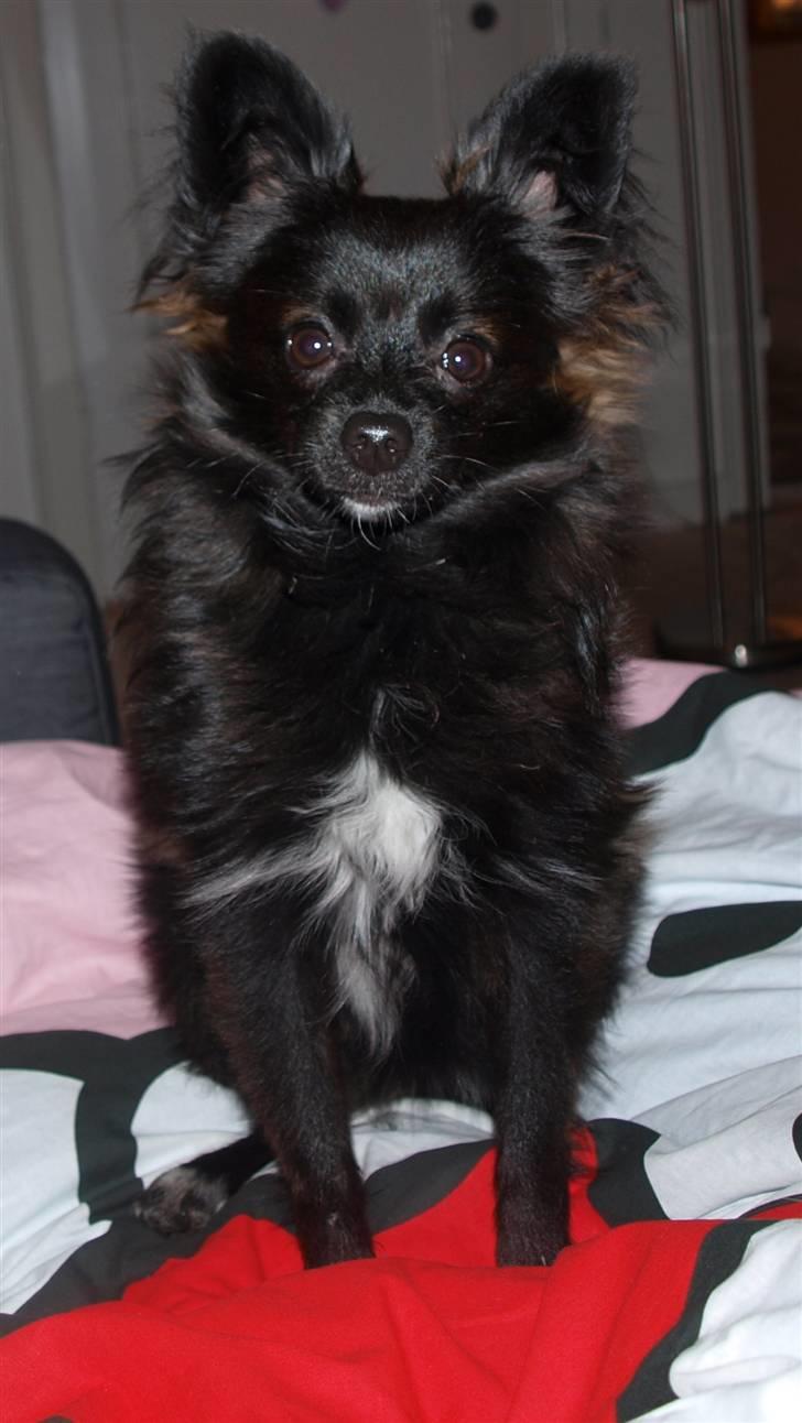 Papillon /Pomeranian -Tino <3 - JEg er blevet en stor dreng (: billede 16