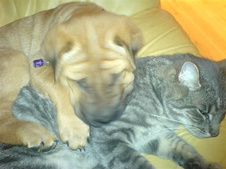 Blanding af racer Tove billede 4