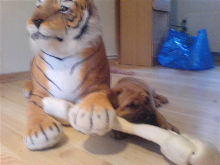 Blanding af racer Tove billede 5