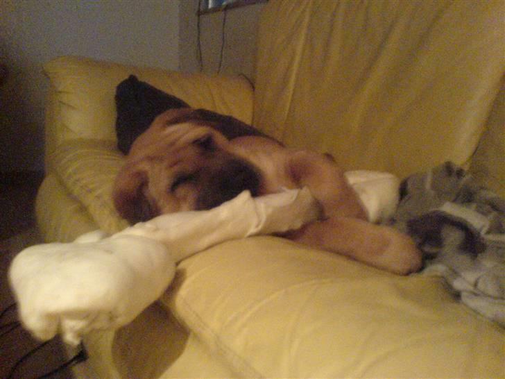 Blanding af racer Tove billede 6