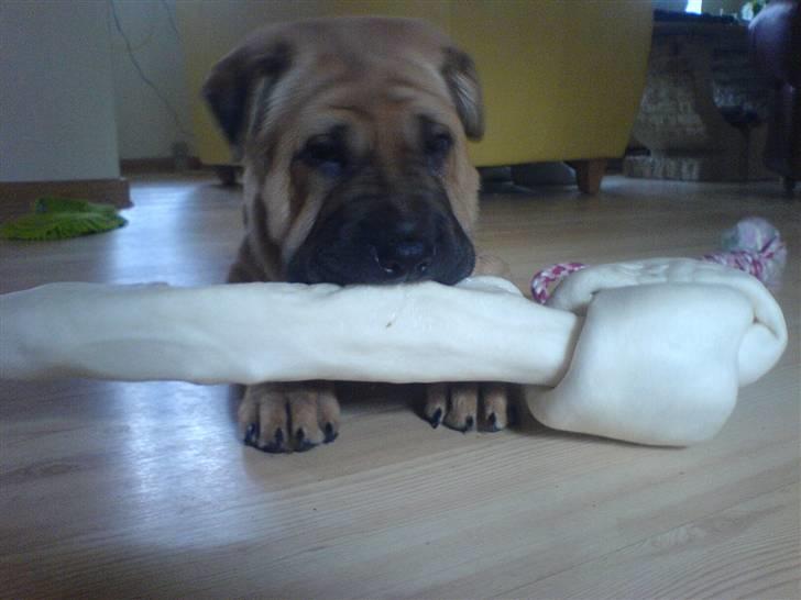 Blanding af racer Tove billede 7