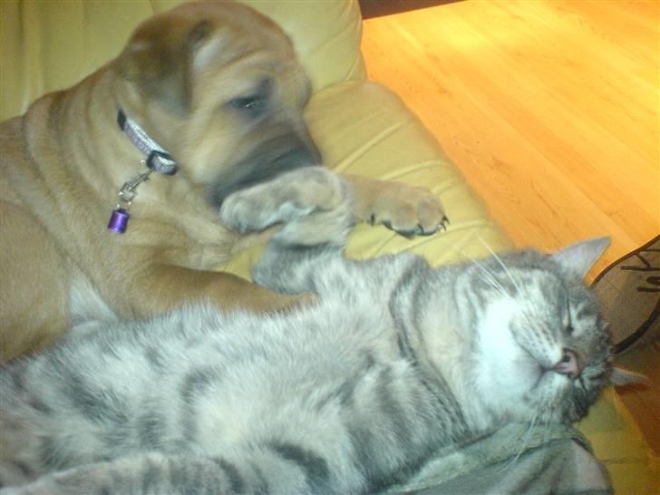 Blanding af racer Tove billede 8