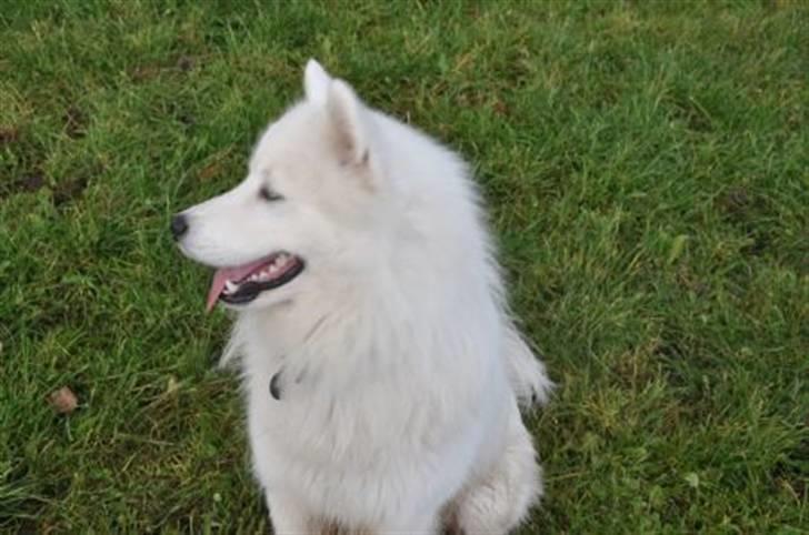 Samojedhund Aslan - Tidl. Ejers foto. billede 1