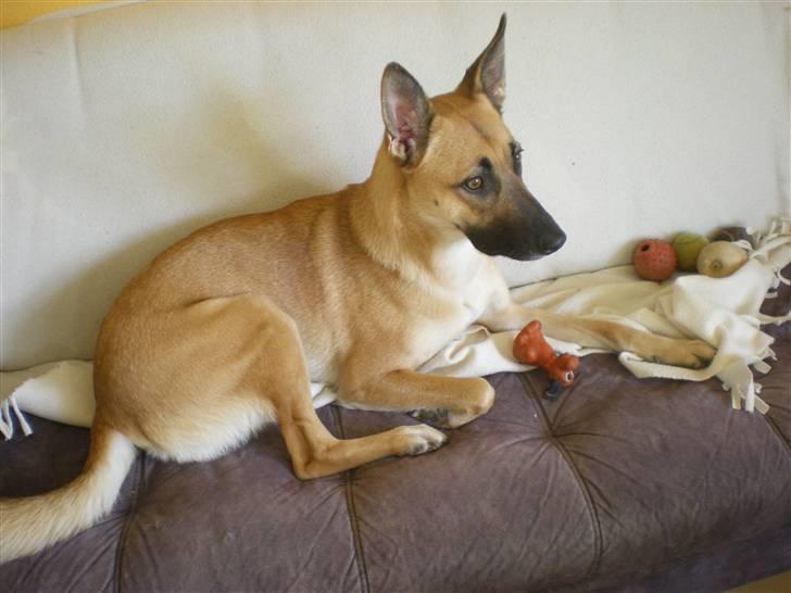 Malinois Liva billede 7