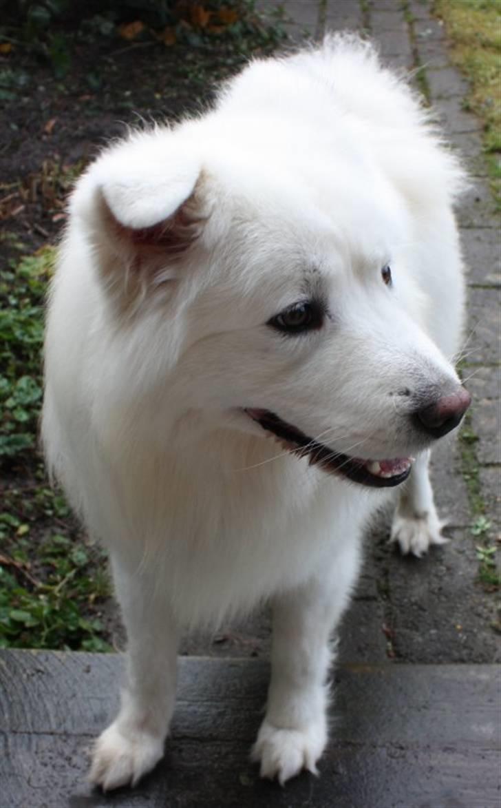 Samojedhund Aslan billede 2