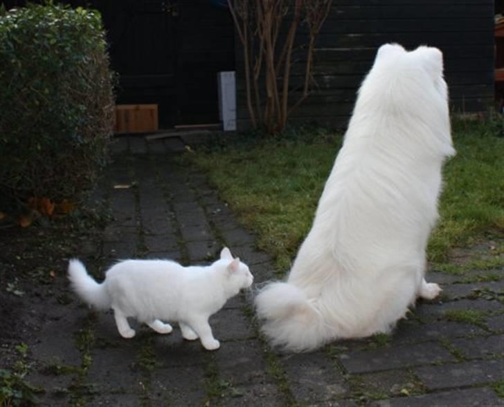 Samojedhund Aslan - Cille og Aslan holder lige øje med kaninen *G* billede 3