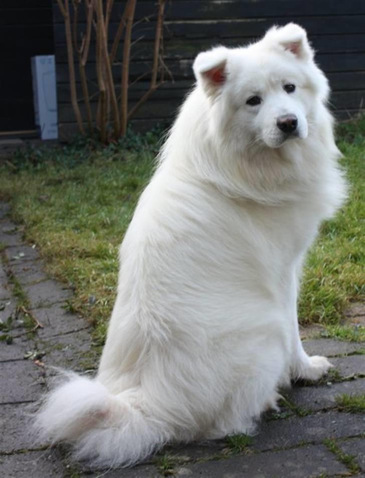 Samojedhund Aslan billede 4