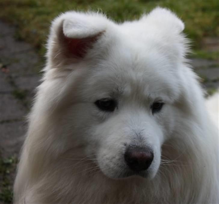 Samojedhund Aslan billede 5