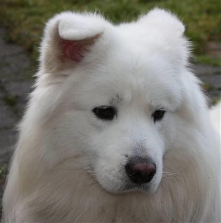 Samojedhund Aslan billede 6