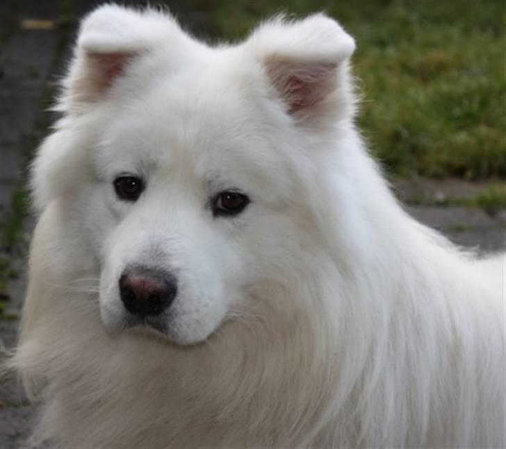 Samojedhund Aslan billede 7