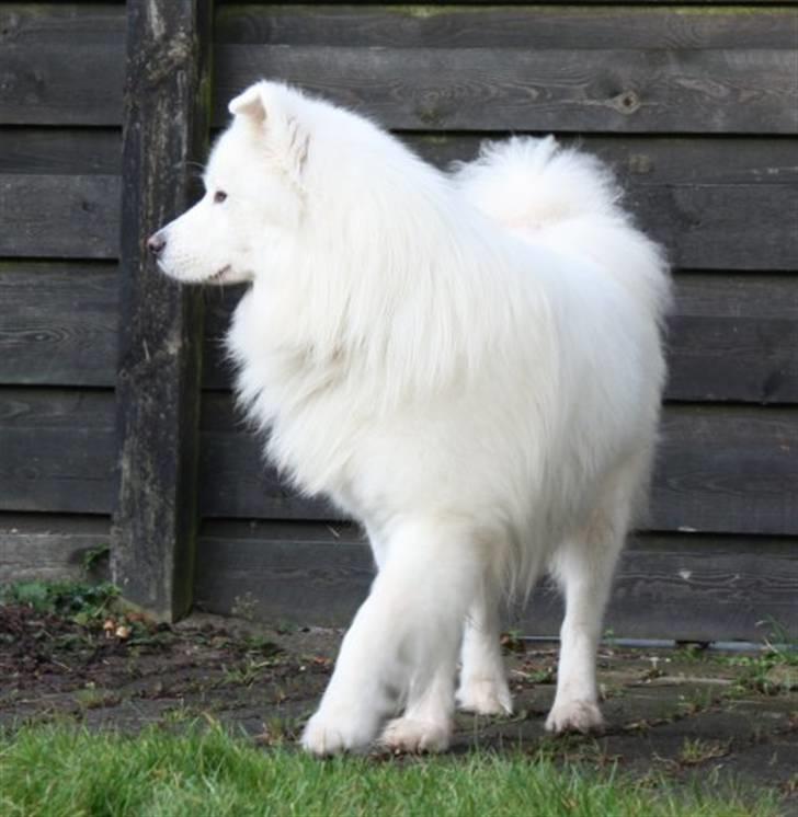 Samojedhund Aslan billede 8