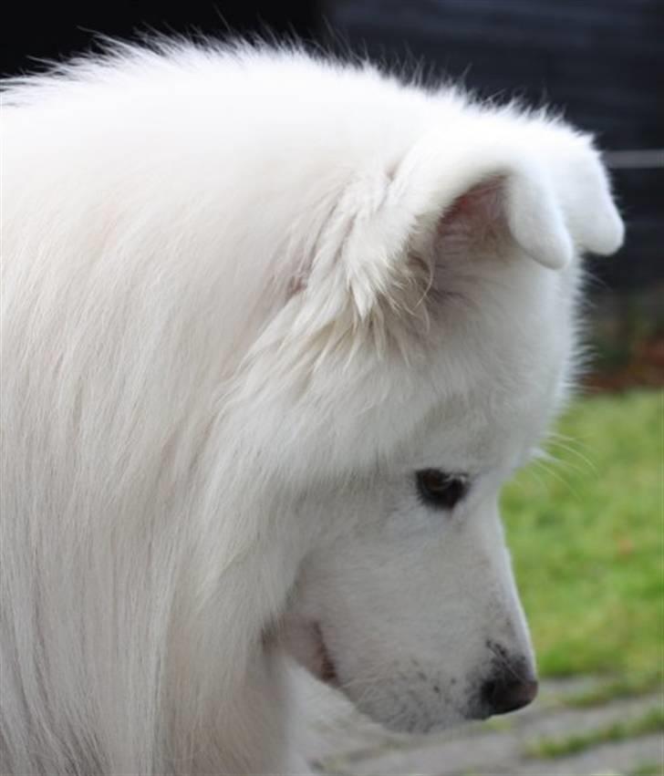 Samojedhund Aslan - Så kan man næsten ikke være smukkere.  billede 9