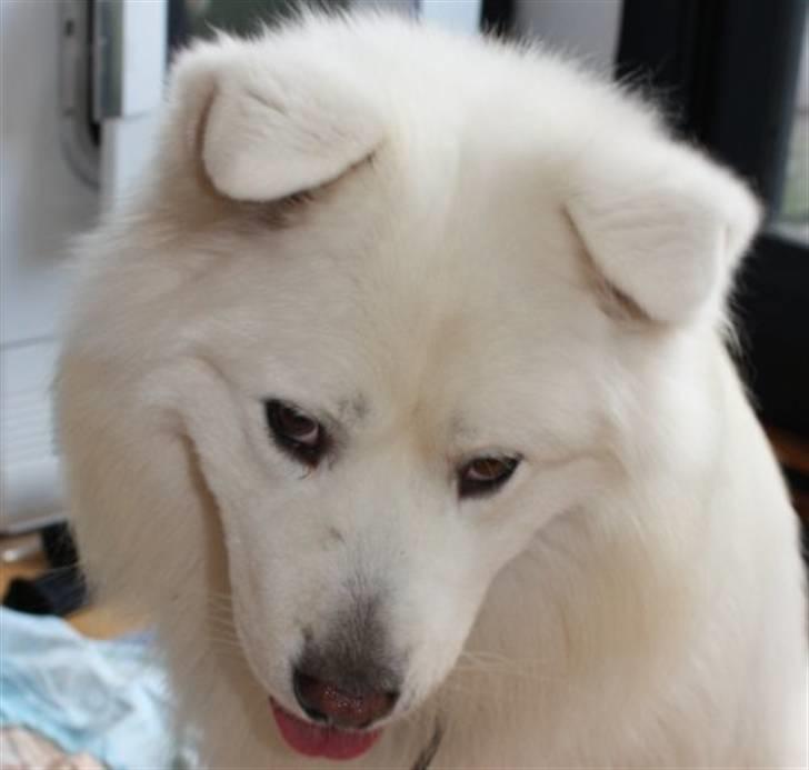 Samojedhund Aslan - Lidt frækhed er der da at se , bliver spændene om den kommer mere frem med tiden. billede 10