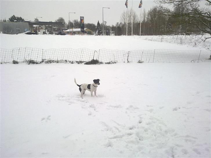 Dansk svensk gaardhund Hannibal billede 14