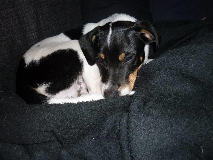 Dansk svensk gaardhund Hannibal billede 15