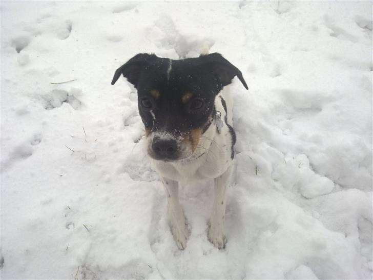 Dansk svensk gaardhund Hannibal billede 16