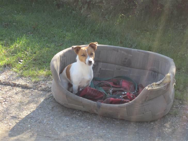 Jack russell terrier Kidogo billede 15
