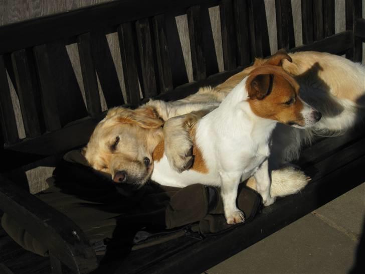 Jack russell terrier Kidogo billede 16