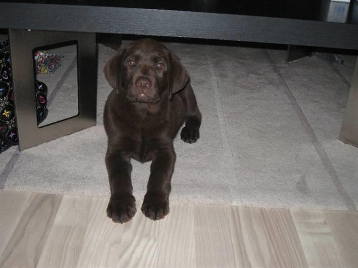 Labrador retriever Kenzo billede 1