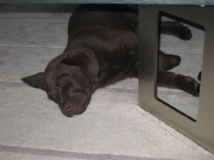 Labrador retriever Kenzo billede 2