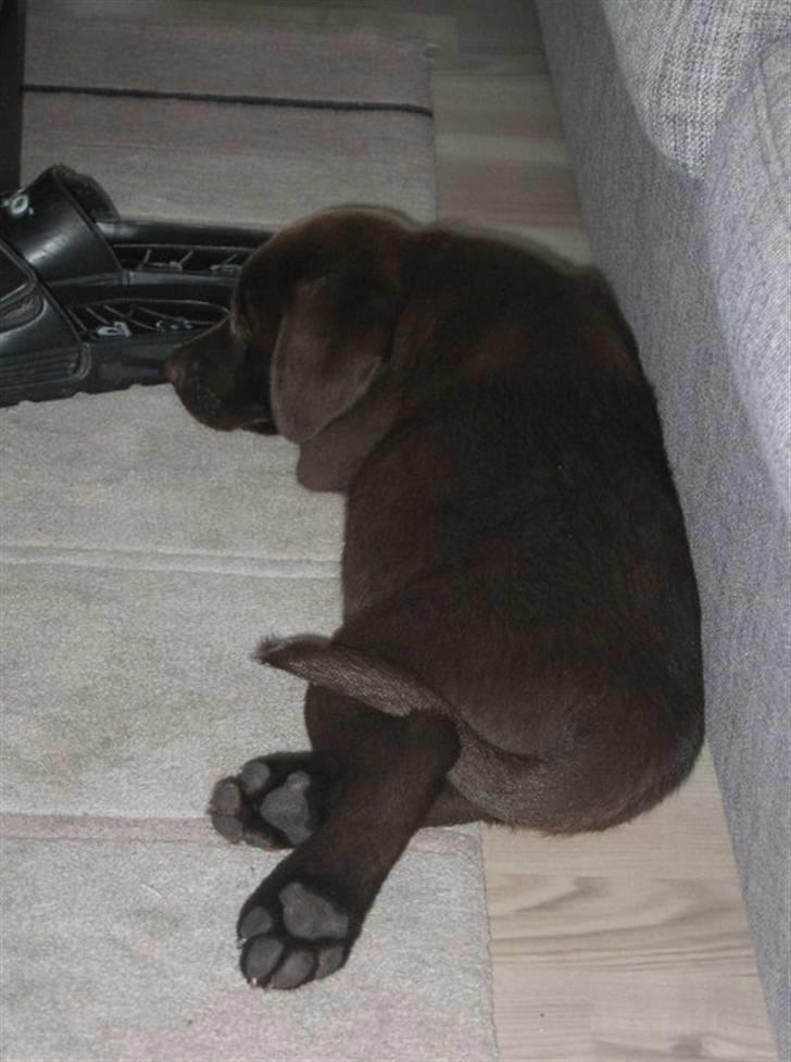 Labrador retriever Kenzo billede 3