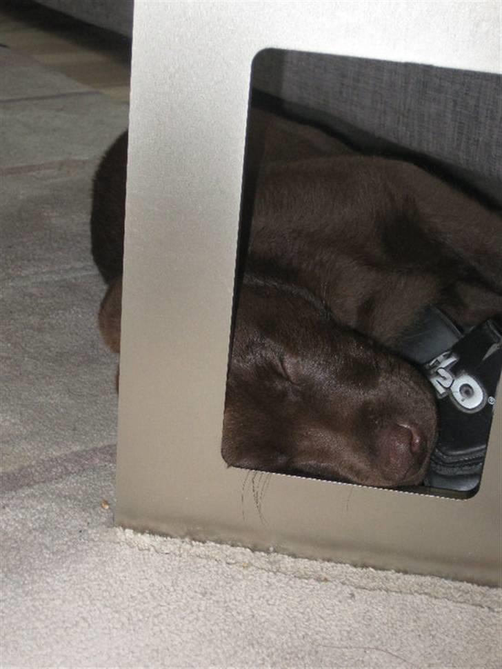 Labrador retriever Kenzo billede 4