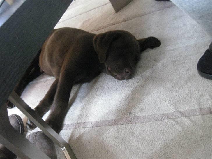 Labrador retriever Kenzo billede 5