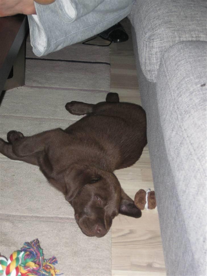 Labrador retriever Kenzo billede 6