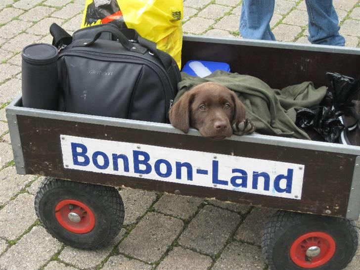 Labrador retriever Kenzo billede 7