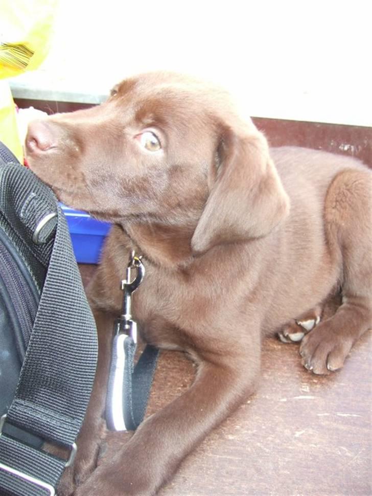 Labrador retriever Kenzo billede 8