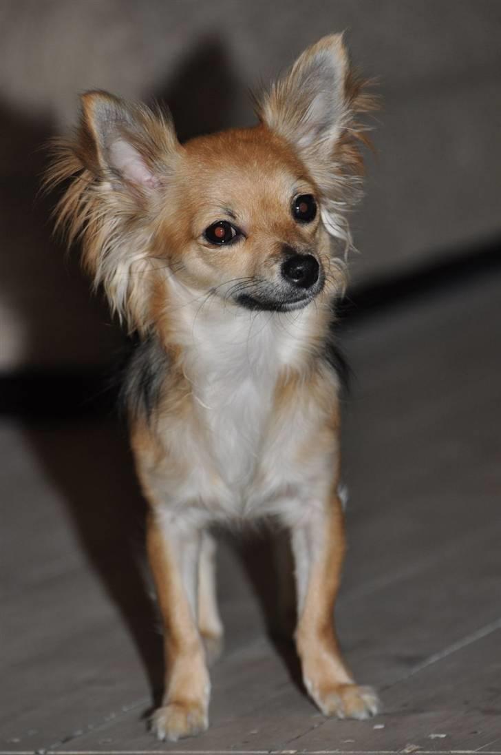 Chihuahua Lerche`s Miss Pepsi( udstationeret) - 10/11 2010 billede 12