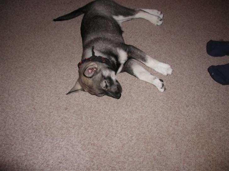 Jämthund Kenya billede 19