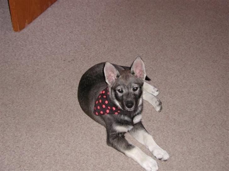 Jämthund Kenya billede 20