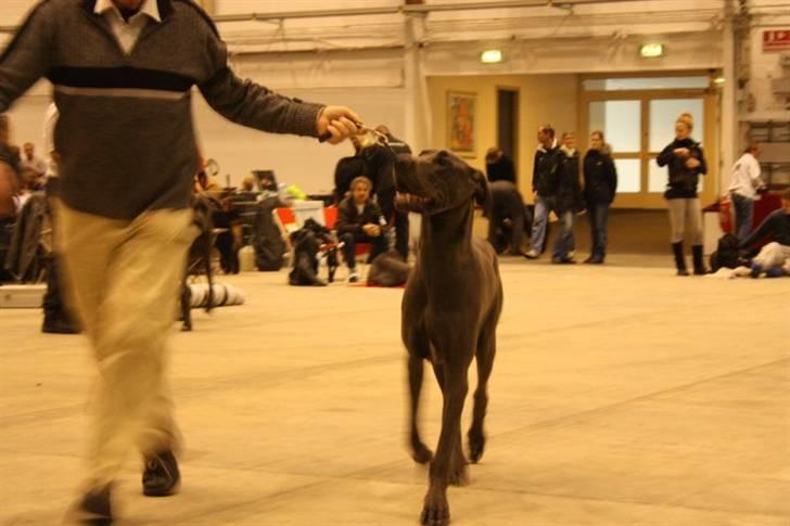 Grand danois Ninja  billede 18