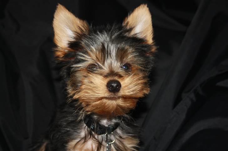 Yorkshire terrier Gnejs - Gnejs i sin elskede Fat boy billede 1