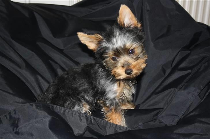 Yorkshire terrier Gnejs - Hvad laver du? billede 2