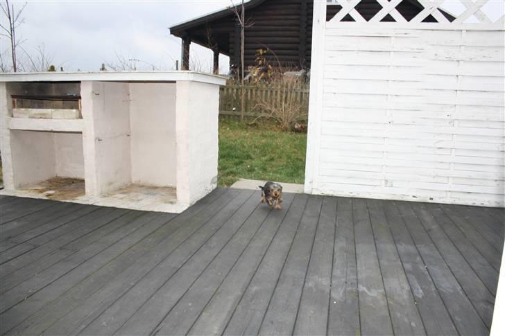 Yorkshire terrier Gnejs - jubii...pas på i svinget...kommer nu..... billede 3