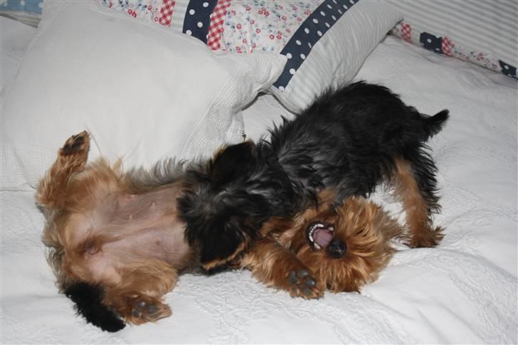 Yorkshire terrier Gnejs - Er du kilden? det er kun sjov og leg billede 4