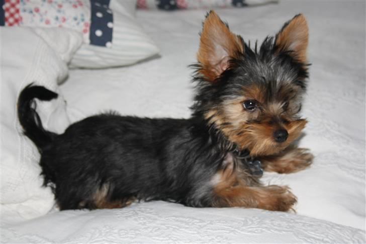 Yorkshire terrier Gnejs - Skal vi lege? billede 5